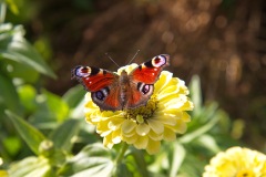 Schmetterling auf der Landesgartenschau