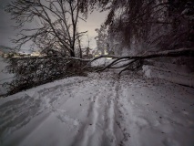 Durch die Schneelast umgefallene Bäume